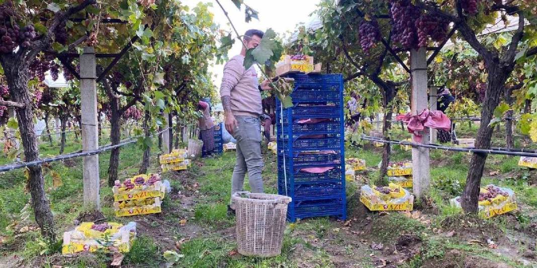 Hasatta sona gelindi, üzüm miktarı azaldı! İç piyasada satış devam ediyor: Kaliteye göre 25-35 TL ediyor 2